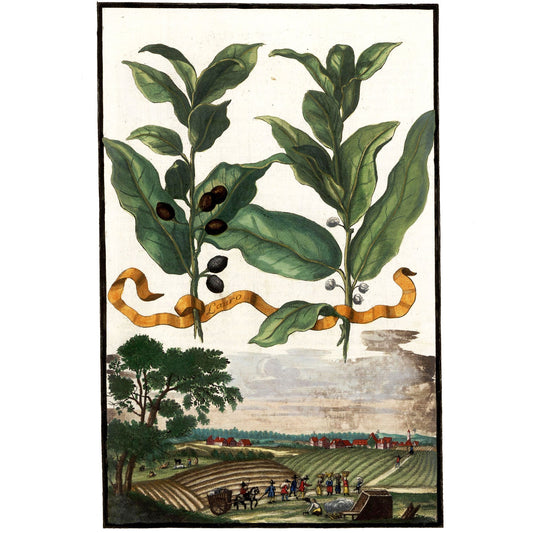 Lauro - Laurel Tree Giclée Print