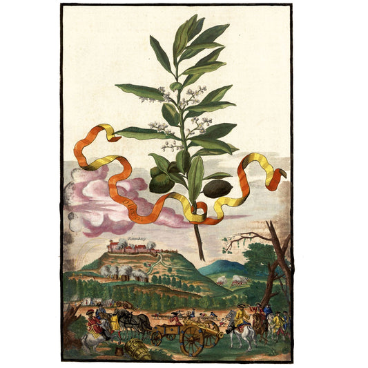 Olivio - Olive Tree Giclée Print