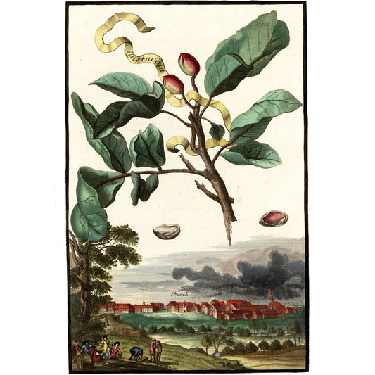 Pistaccia - Pistaccio Tree Giclée Print