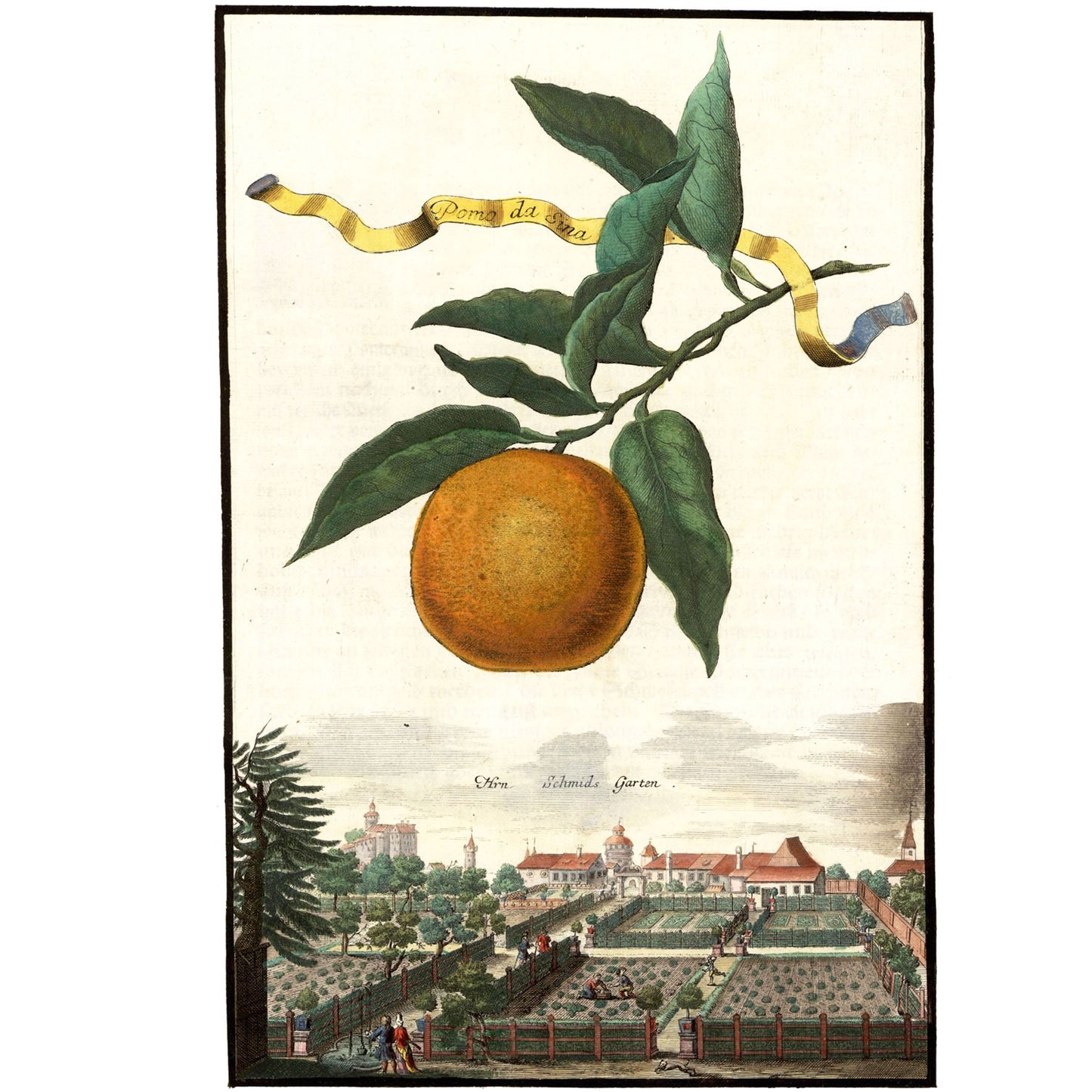 Poma da Sina Giclée Print