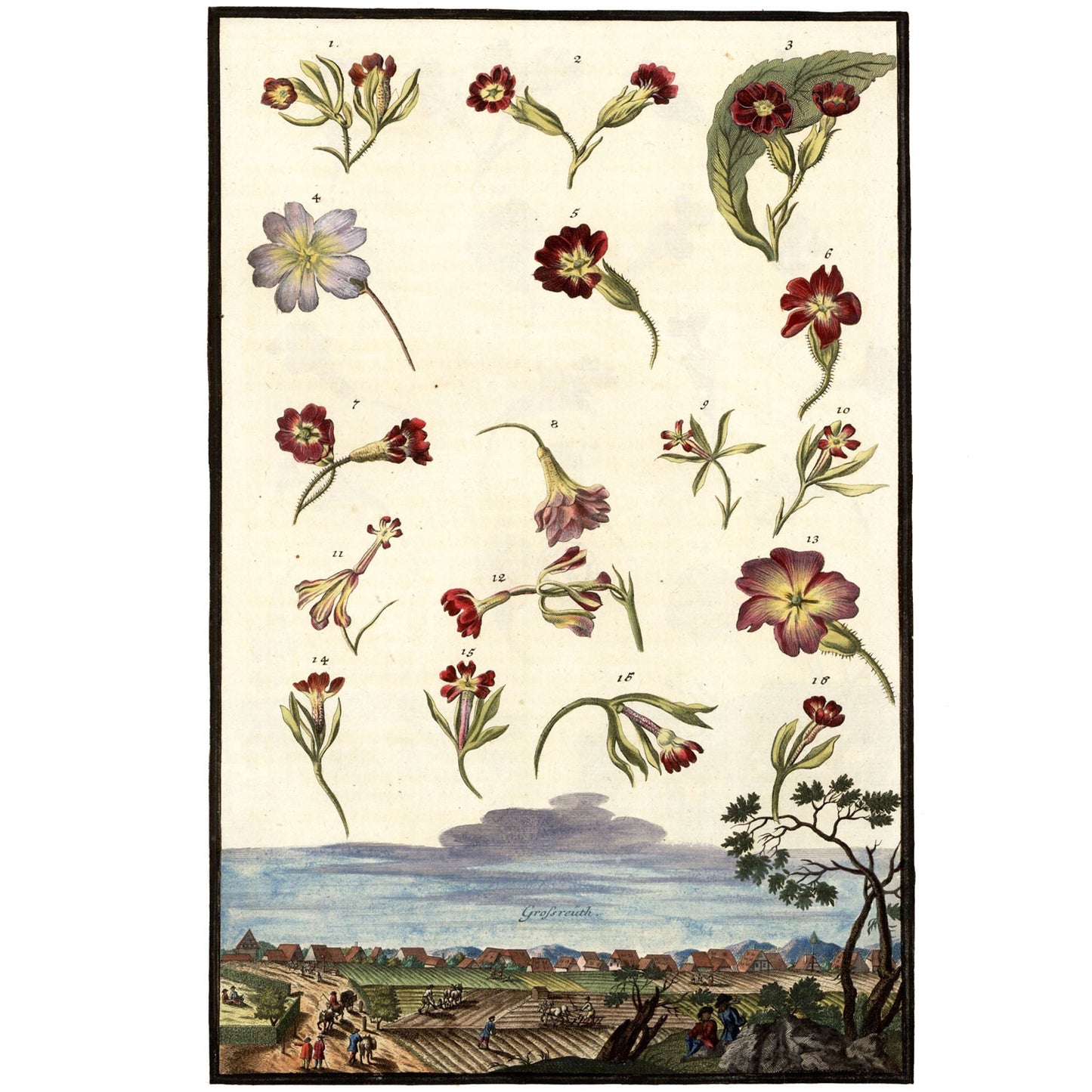 Aricula Specimens No. 1 Giclée Print