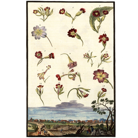 Aricula Specimens No. 1 Giclée Print