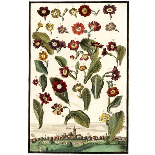 Aricula Specimens No. 2 Giclée Print