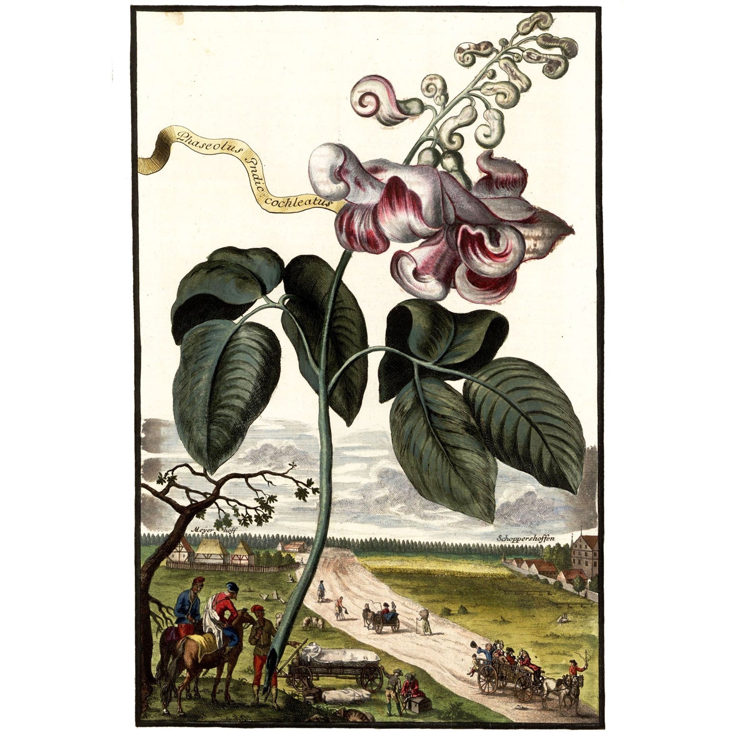 Phaseolus Erdic Cockleatus Giclée Print