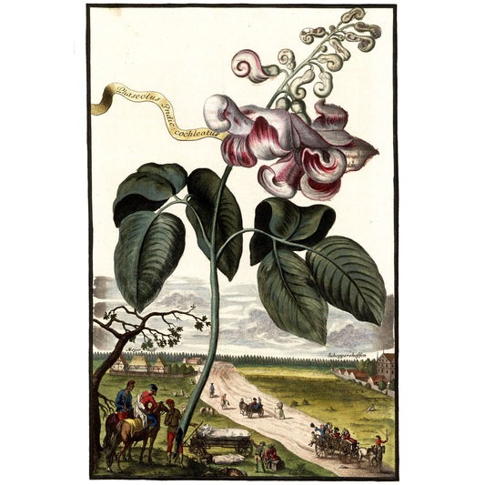 Phaseolus Erdic Cockleatus Giclée Print