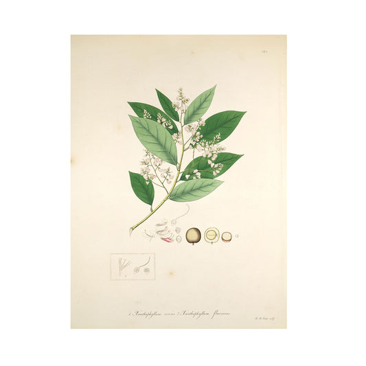 Xanthophyllum flavescens