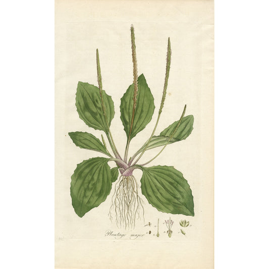 Plantago major ‘Flora Londinensis’ Botanical Print